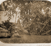 Charter-Oak-tree-1