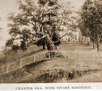 Charter-Oak-tree-3